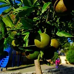 Ξενοδοχείο Luna Deluxe 5*